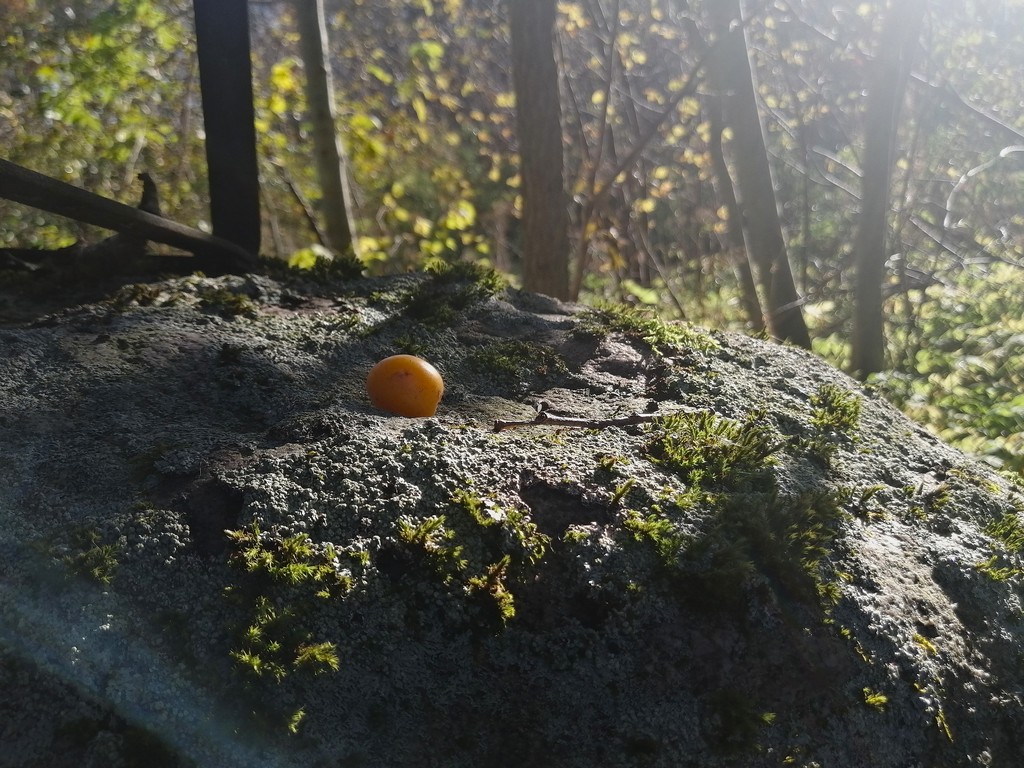 013 p2rimus k1 20251014 v